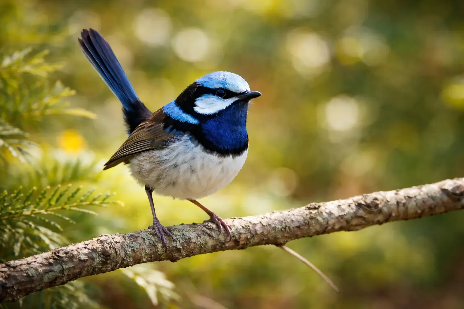 Blue wren portrait