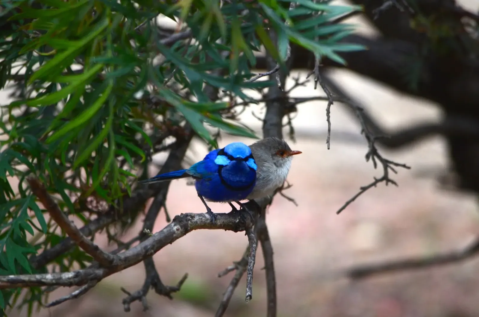 Blue wren pair