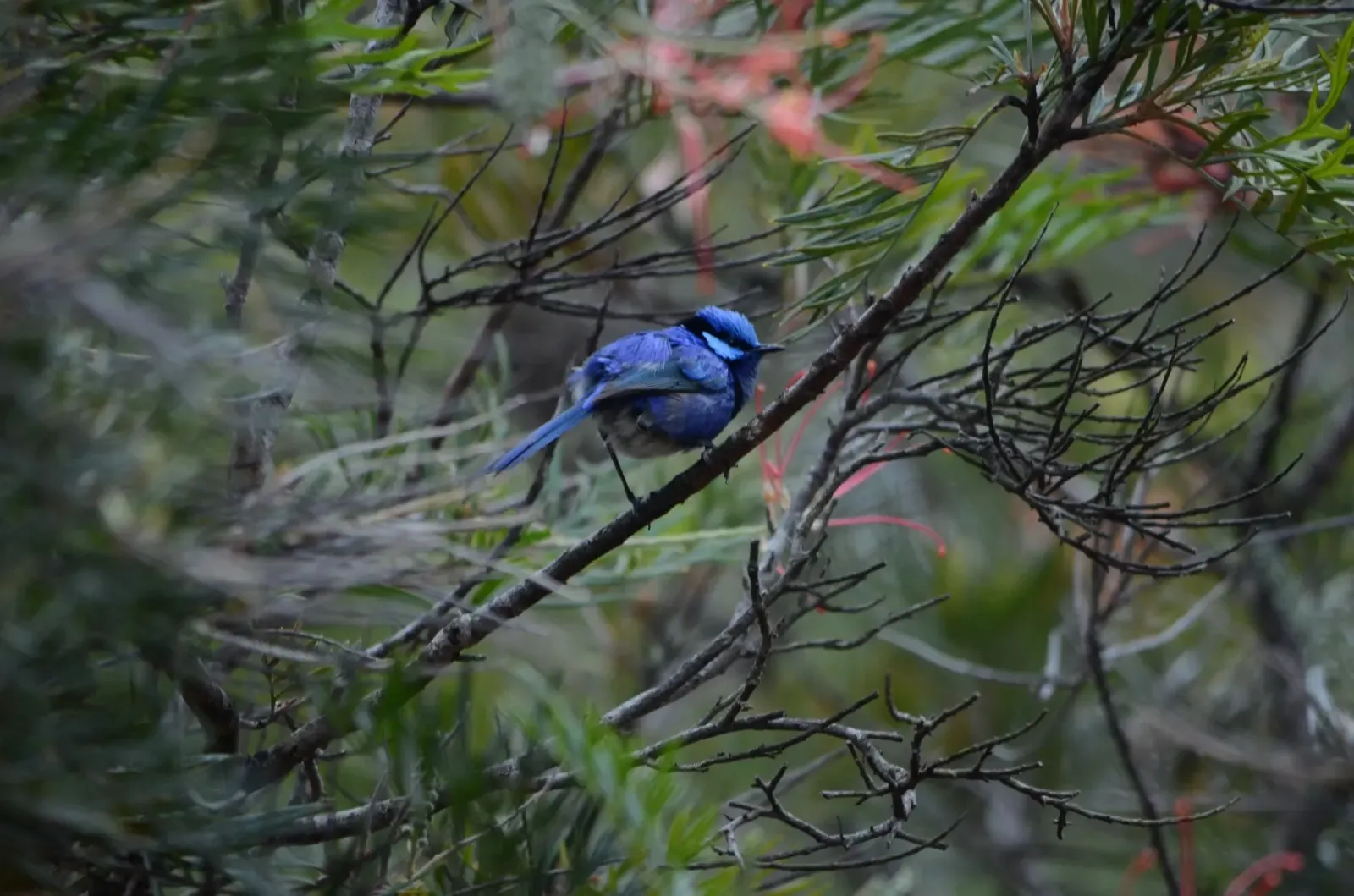 Blue wren on branch